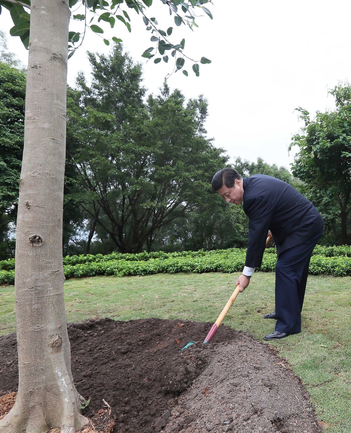 2012年12月8日，習(xí)近平在深圳蓮花山公園種下一棵高山榕樹。